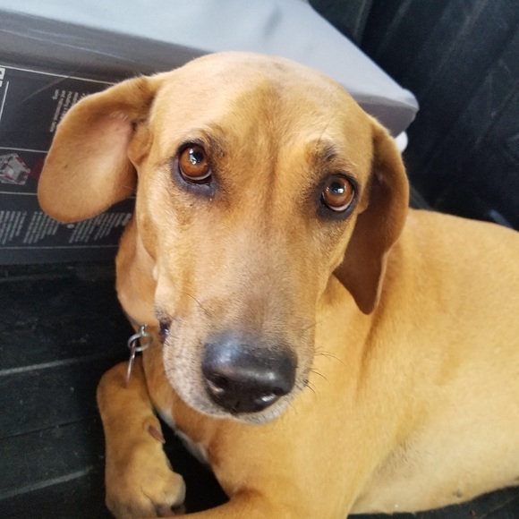 Meet your Posher, Tasha - Picture 1 of 8